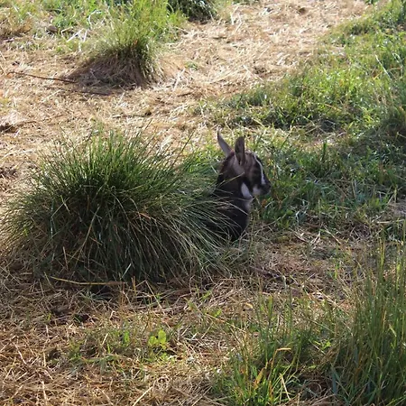 Dobranocka * Malastow