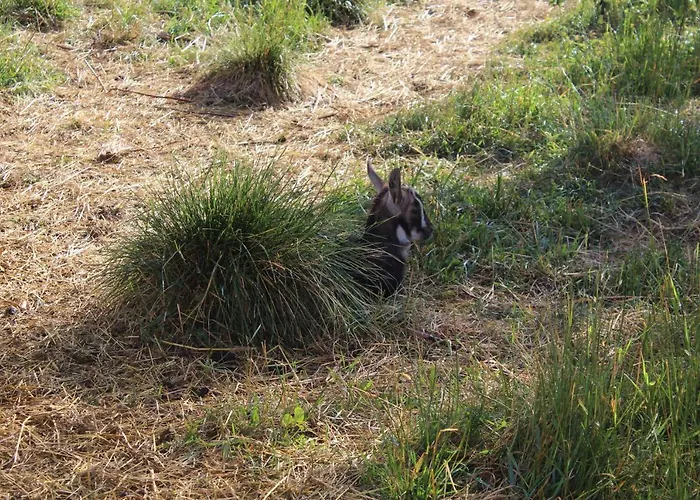 Dobranocka * Malastow